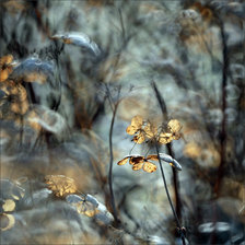 Схема вышивки «subtelności I»