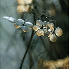 Схема вышивки «subtelności II»