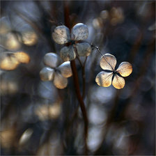 Схема вышивки «subtelności III»