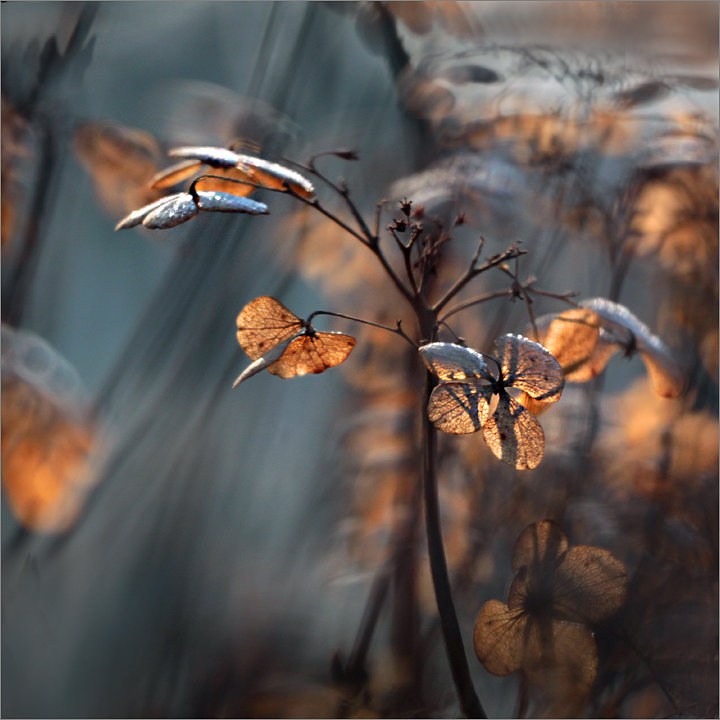 subtelności IV - оригинал