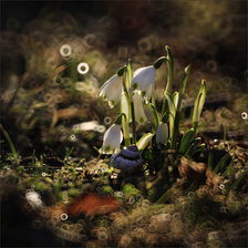 Схема вышивки «subtelności V»