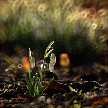 Схема вышивки «subtelności VI»