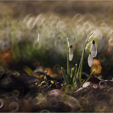 Схема вышивки «subtelności VII»