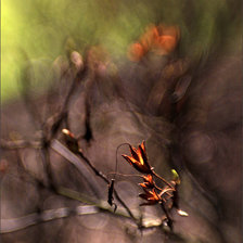 Схема вышивки «subtelności VIII»