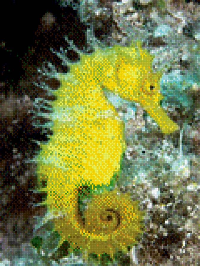 морской конек - предпросмотр