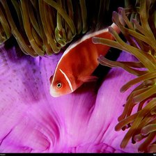 Схема вышивки «красная рыбка»