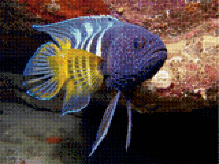 рыбка2 - предпросмотр