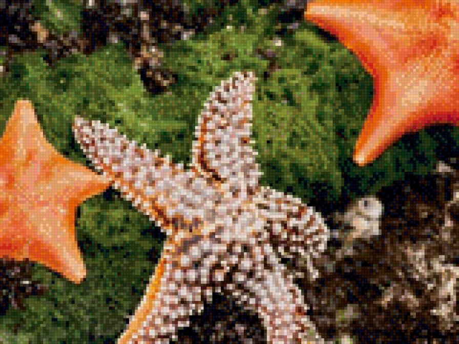 звездочки морские - предпросмотр