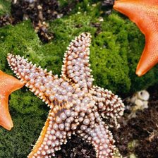 Схема вышивки «звездочки морские»