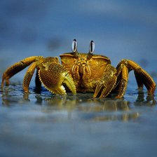 Схема вышивки «крабик»