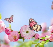 Схема вышивки «бабочки»