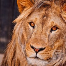 Схема вышивки «мордочка львиная»