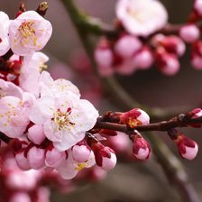 Схема вышивки «№717293»