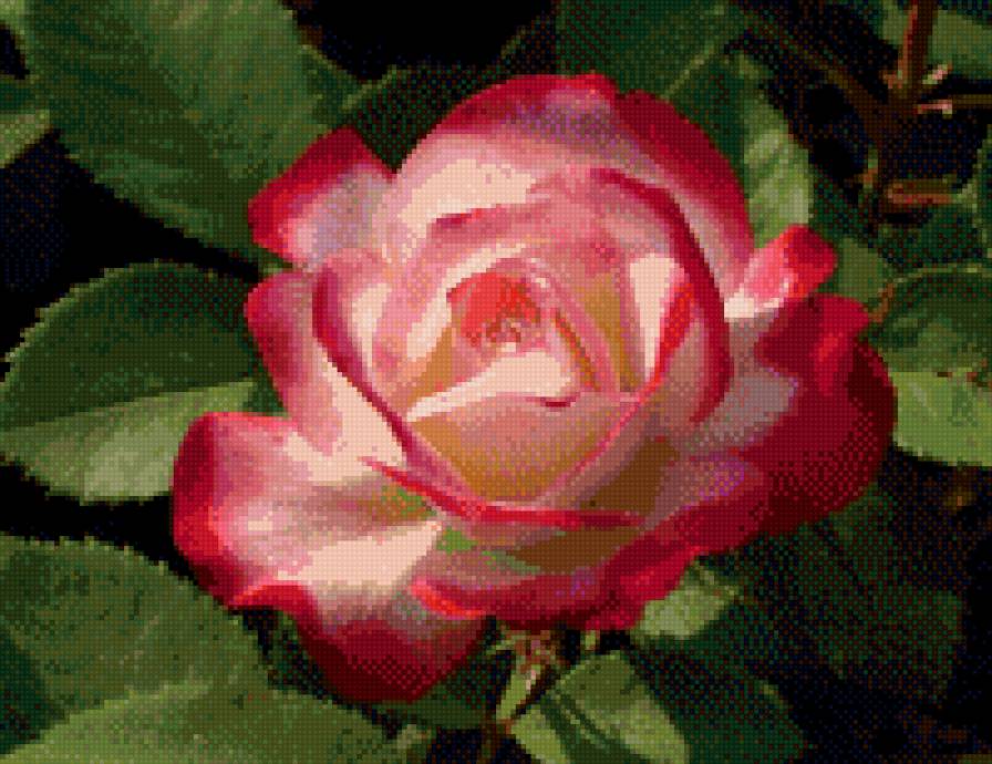 №717303 - цветы, розы - предпросмотр