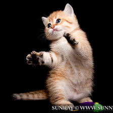 Схема вышивки «котенок»