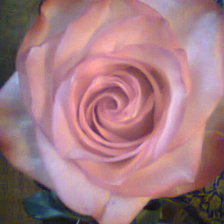 Схема вышивки «роза»