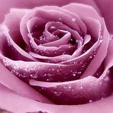 Схема вышивки «роза»