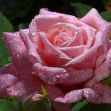 Схема вышивки «роза»