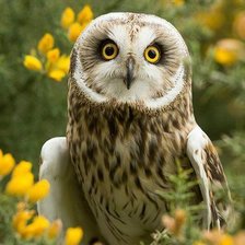 Схема вышивки «Совушка»