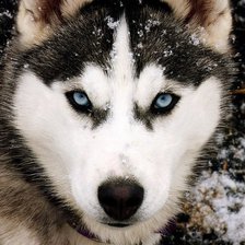 Схема вышивки «хаска»