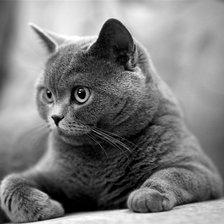 Схема вышивки «Британец»