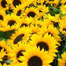 Схема вышивки «подсолнухи»