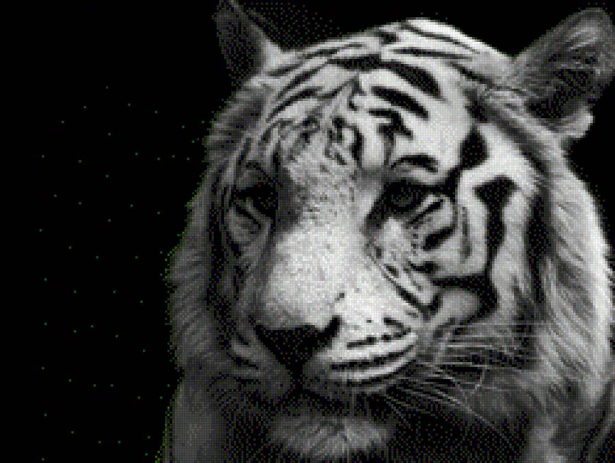 Тигр - животные, тигр - предпросмотр