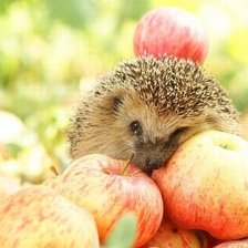 Схема вышивки «Ежик в яблоках»