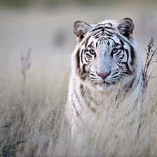 Схема вышивки «тигр»