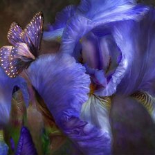 Схема вышивки «Carol Cavalaris»