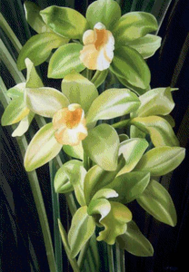 орхидеи - орхидеи, цветы - предпросмотр