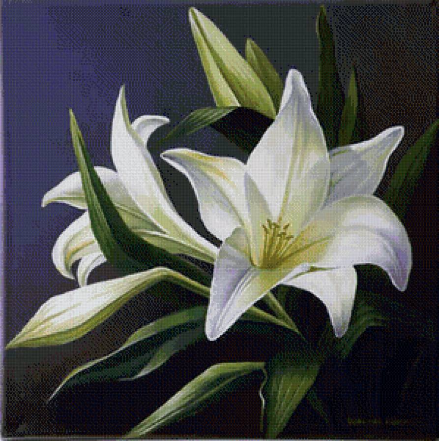 белые лилии - лилии, цветы - предпросмотр