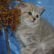 Схема вышивки «котенок»