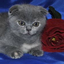 Схема вышивки «котенок»