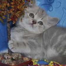 Схема вышивки «котенок»