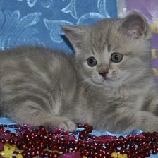 Схема вышивки «котенок»