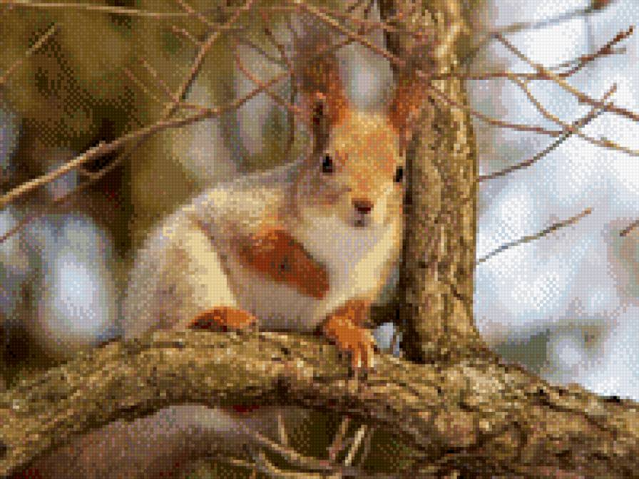 белочка - животные - предпросмотр