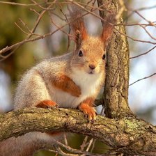 Схема вышивки «белочка»