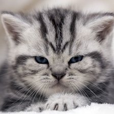 Схема вышивки «Котофей»