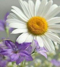 Схема вышивки «ромашка»