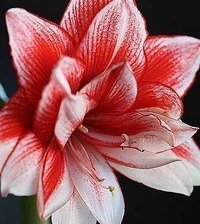 Схема вышивки «цветок»