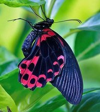 Схема вышивки «бабочка»