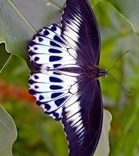 Схема вышивки «бабочка»