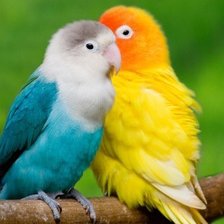 Схема вышивки «парочка»