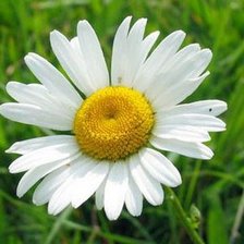 Схема вышивки «погадаем?»