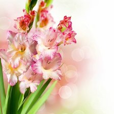 Схема вышивки «гладиолусы»