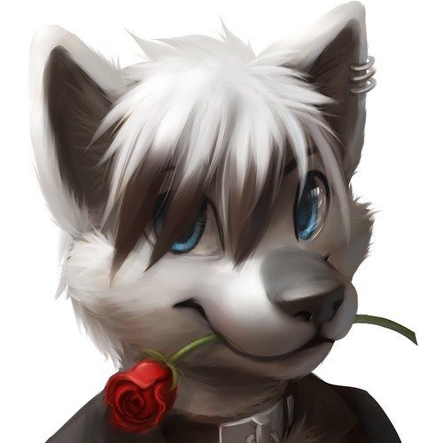 волк - хищник, волки, хищники, роза, животные, романтика - оригинал