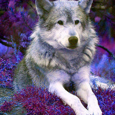 Схема вышивки «волк»