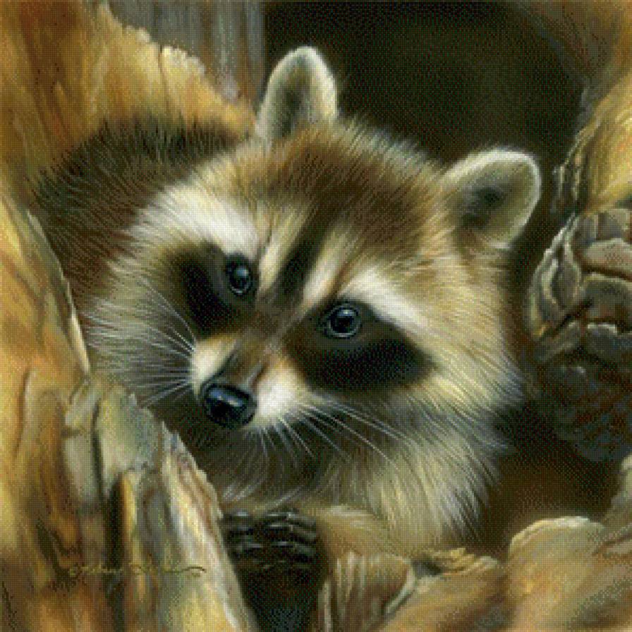 енот - енот - предпросмотр