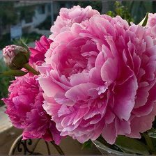 Схема вышивки «пионы»